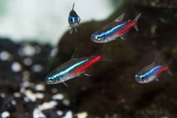Neon Tetras (Paracheirodon innesi)