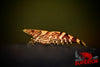 Ninja Shrimp - Superior Shrimp & Aquatics