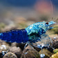Ocean Blue Shrimp - Shrimp