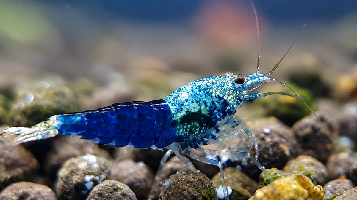 Ocean Blue Shrimp - Shrimp