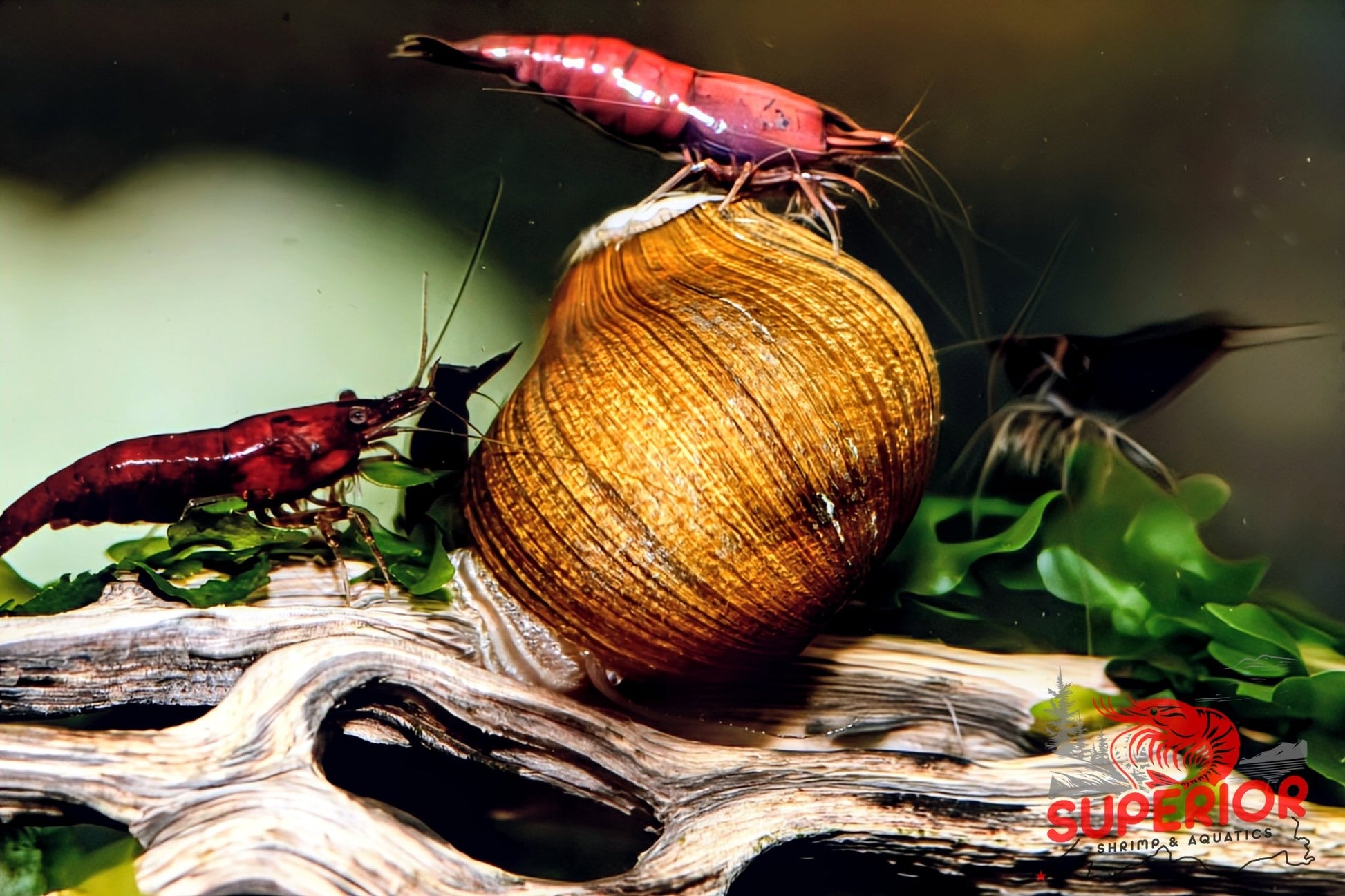 Olive Nerite Snail (Neritina reclivata) - Superior Shrimp & Aquatics