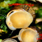 Olive Nerite Snail (Neritina reclivata) - Superior Shrimp & Aquatics