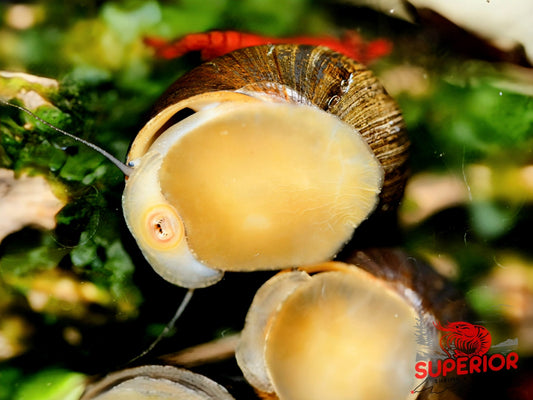 Olive Nerite Snail (Neritina reclivata) - Superior Shrimp & Aquatics