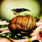 Olive Nerite Snail (Neritina reclivata) - Superior Shrimp & Aquatics