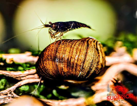 Olive Nerite Snail (Neritina reclivata) - Superior Shrimp & Aquatics