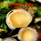 Olive Nerite Snail (Neritina reclivata) - Superior Shrimp & Aquatics