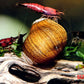 Olive Nerite Snail (Neritina reclivata) - Superior Shrimp & Aquatics