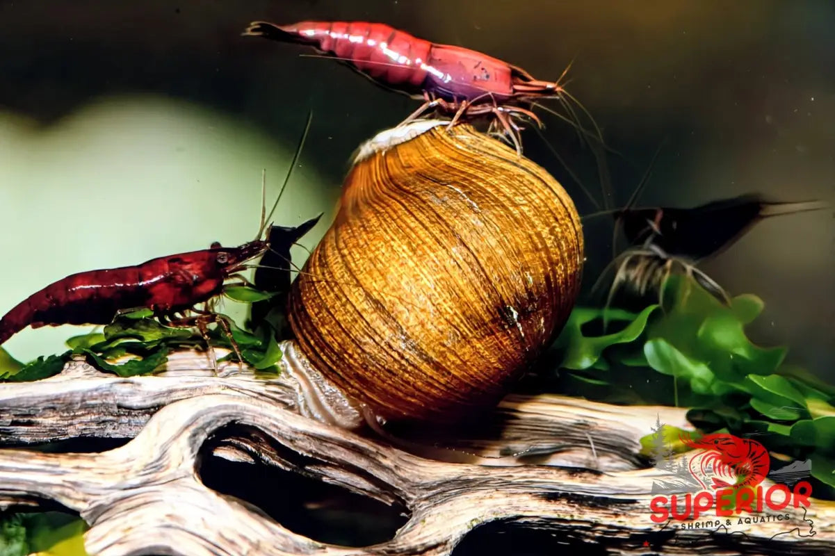 Olive Nerite Snail (Neritina reclivata) - Superior Shrimp & Aquatics