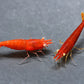 Orange Eye Fire Red Shrimp - Shrimp