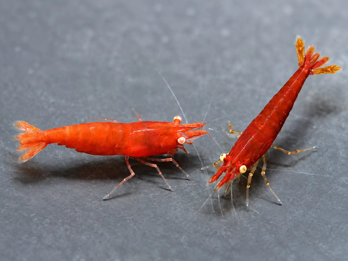 Orange Eye Fire Red Shrimp - Shrimp