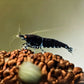 Orange Eye Royal Blue Tiger Shrimp - Shrimp