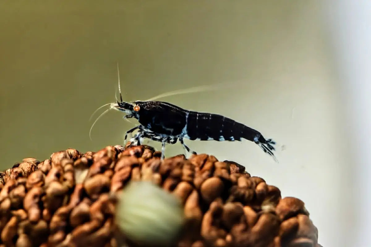 Orange Eye Royal Blue Tiger Shrimp - Shrimp