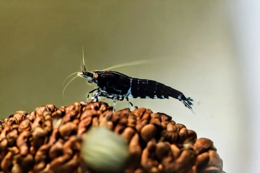 Orange Eye Royal Blue Tiger Shrimp - Shrimp