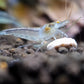 Orange Eye Snowball Shrimp - Shrimp