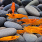 Orange Eye Sunkist Shrimp - Shrimp