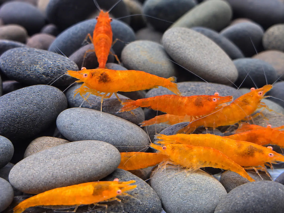 Orange Eye Sunkist Shrimp - Shrimp