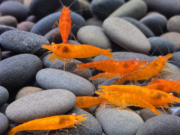 Orange Eye Sunkist Shrimp - Shrimp