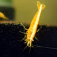 Orange Eye Yellow Goldenback Shrimp - Superior Shrimp & Aquatics