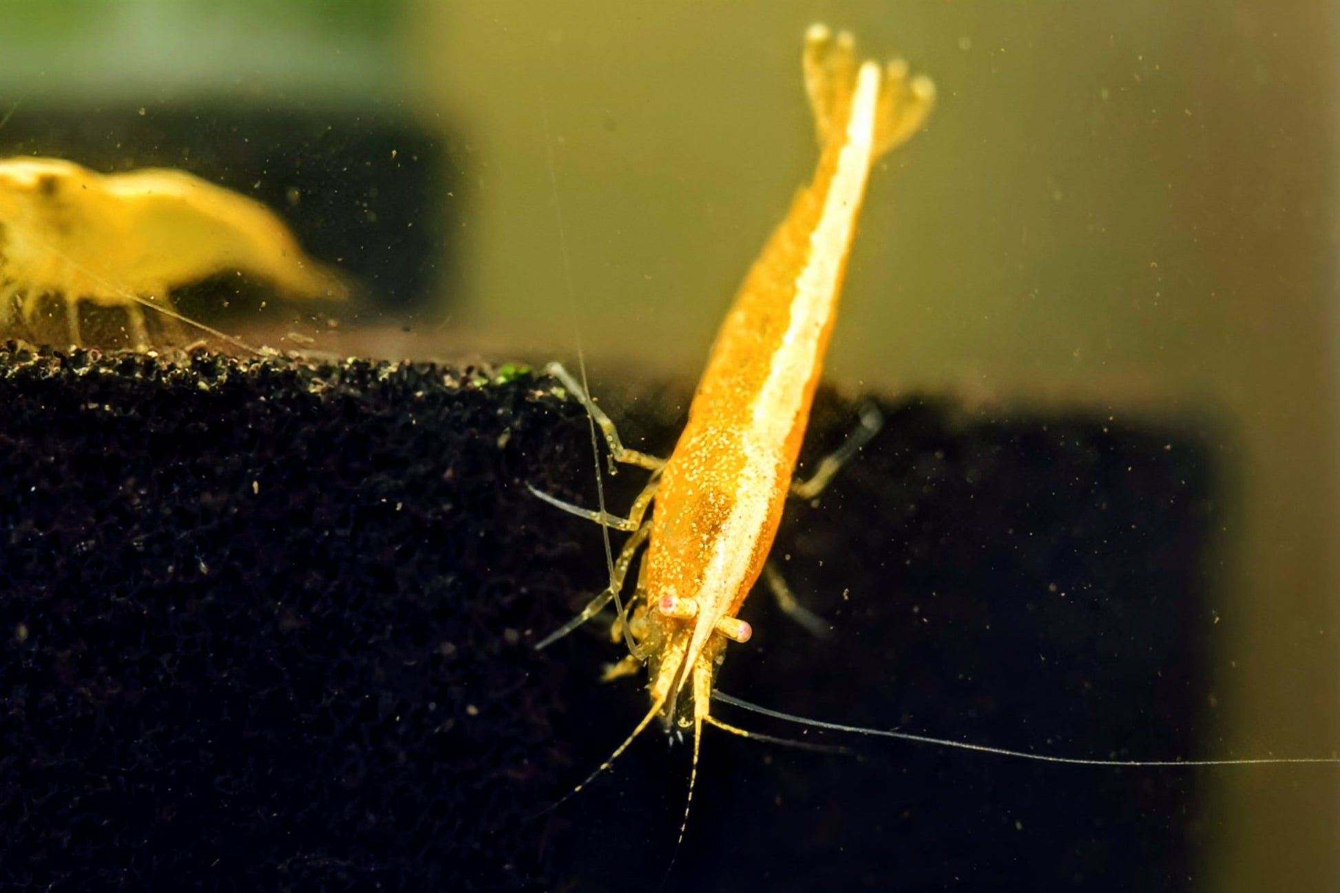 Orange Eye Yellow Goldenback Shrimp - Superior Shrimp & Aquatics