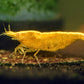 Orange Eye Yellow Goldenback Shrimp - Superior Shrimp & Aquatics