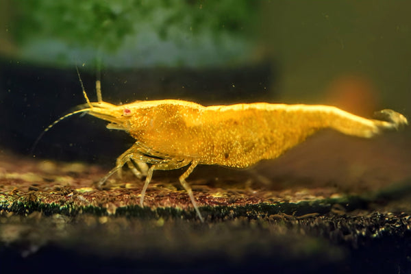 Orange Eye Yellow Goldenback Shrimp - Superior Shrimp & Aquatics
