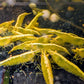 Orange Eye Yellow Goldenback Shrimp - Superior Shrimp & Aquatics