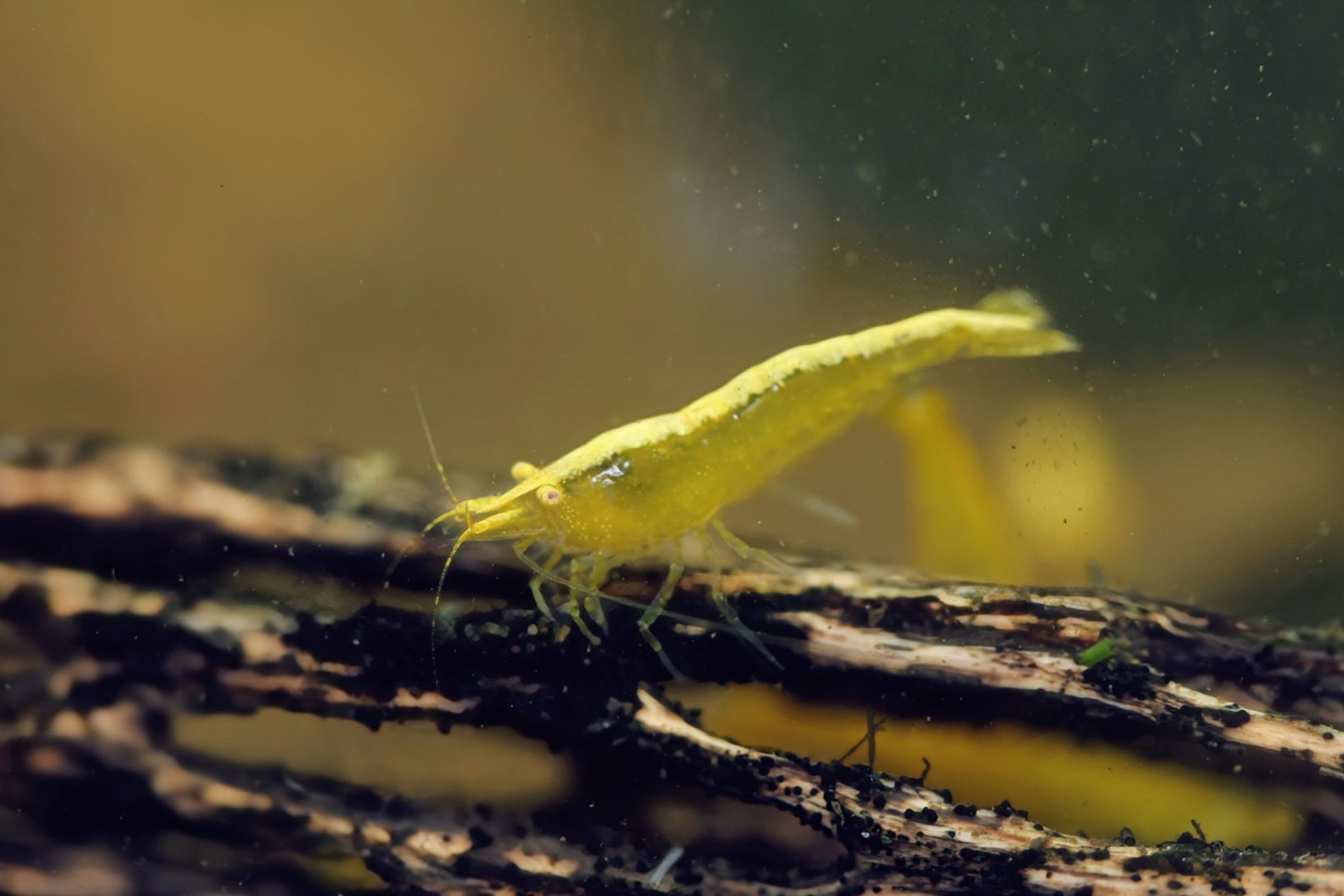 Orange Eye Yellow Goldenback Shrimp - Superior Shrimp & Aquatics