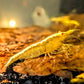 Orange Eye Yellow Goldenback Shrimp - Superior Shrimp & Aquatics