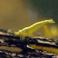 Orange Eye Yellow Goldenback Shrimp - Superior Shrimp & Aquatics