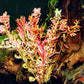 Orange Juice ‘Rotala Rotundifolia’ - Superior Shrimp & Aquatics