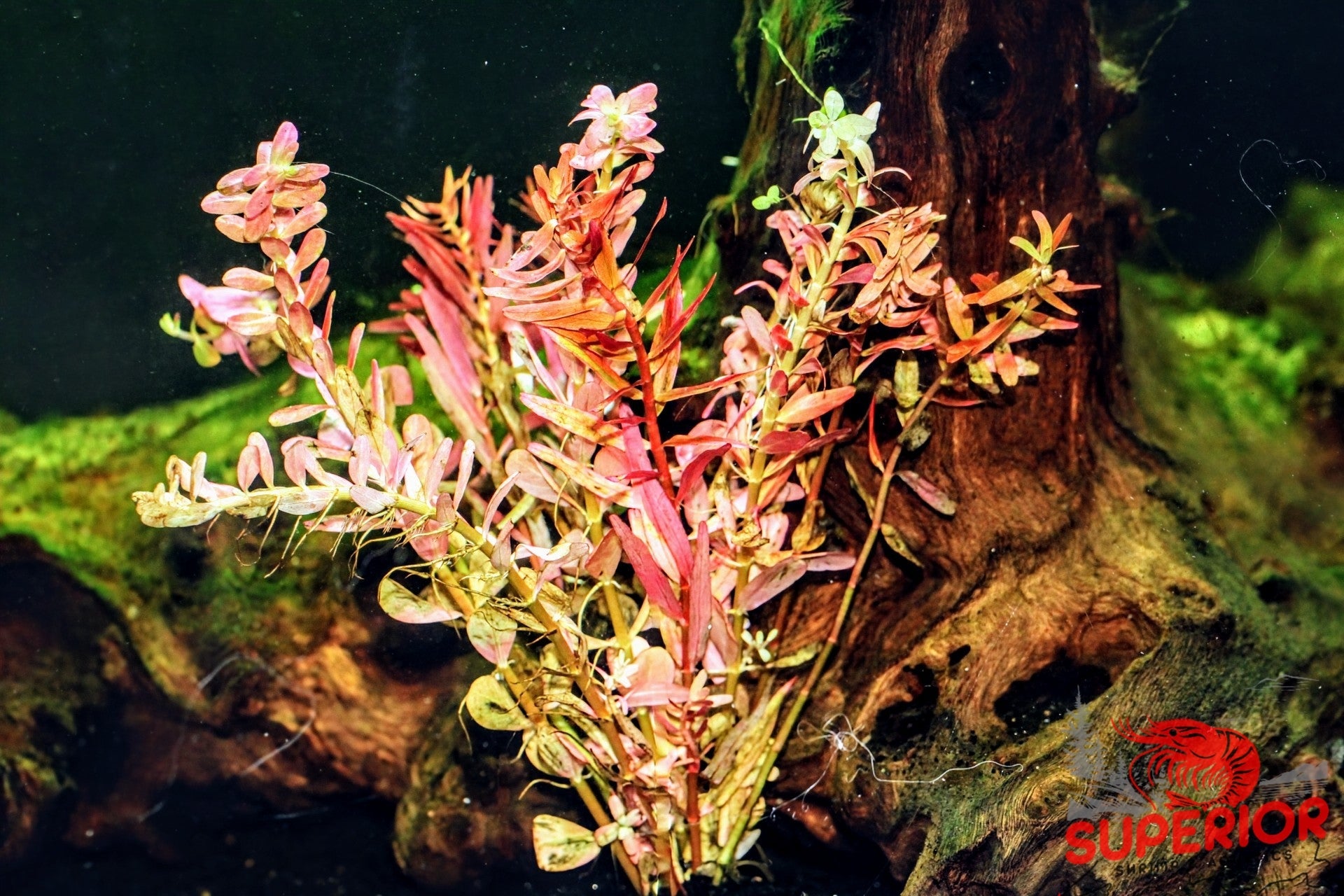 Orange Juice ‘Rotala Rotundifolia’ - Superior Shrimp & Aquatics