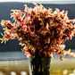 Orange Juice (‘Rotala Rotundifolia 'Orange Juice’) - Superior Shrimp & Aquatics