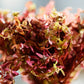 Orange Juice (‘Rotala Rotundifolia 'Orange Juice’) - Superior Shrimp & Aquatics