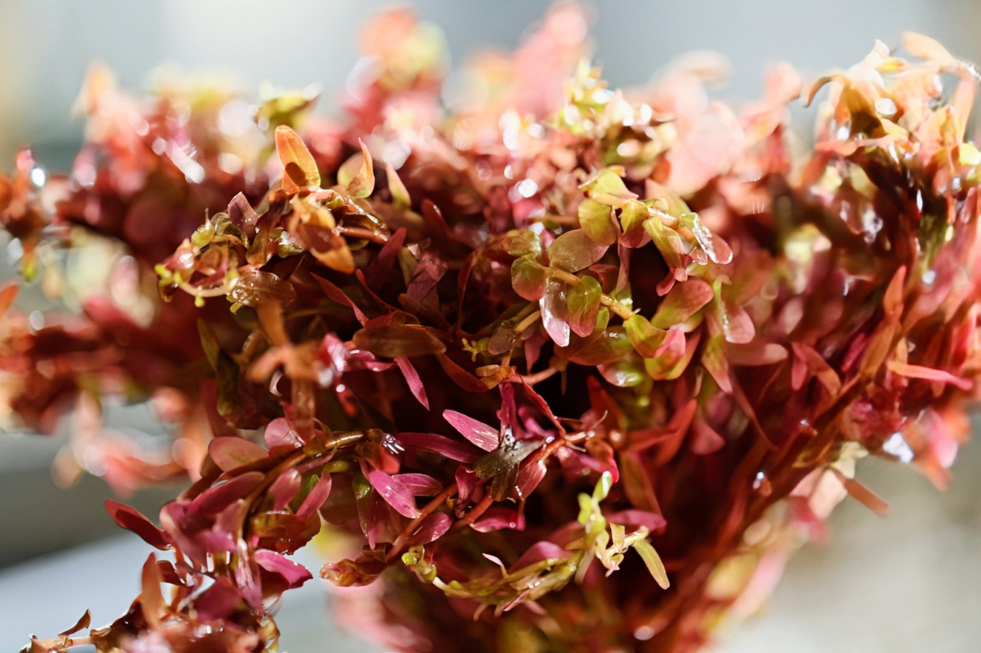 Orange Juice (‘Rotala Rotundifolia 'Orange Juice’) - Superior Shrimp & Aquatics