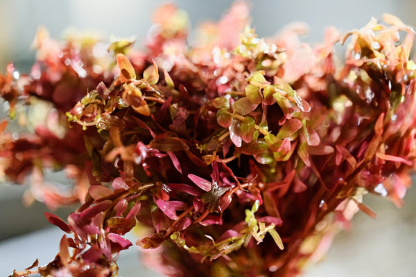 Orange Juice (‘Rotala Rotundifolia 'Orange Juice’) - Superior Shrimp & Aquatics
