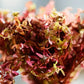 Orange Juice (‘Rotala Rotundifolia 'Orange Juice’) - Superior Shrimp & Aquatics