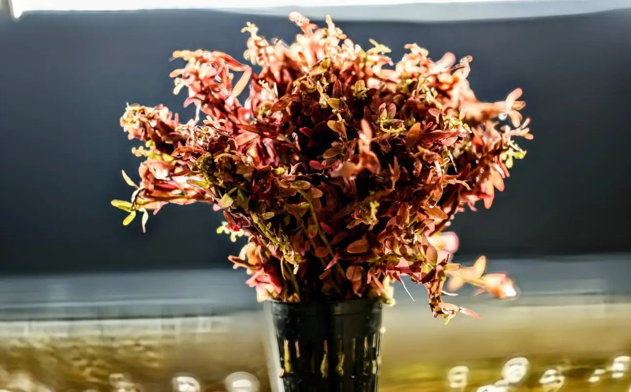 Orange Juice (‘Rotala Rotundifolia 'Orange Juice’) - Superior Shrimp & Aquatics