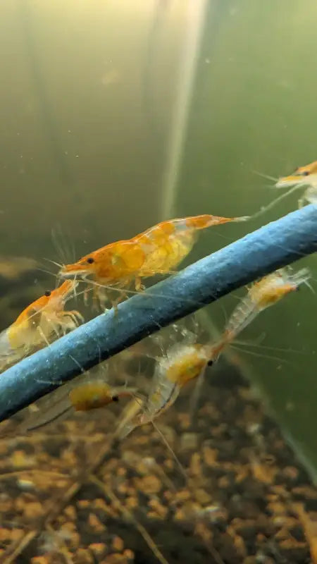 Orange Rilli Orange Rili Shrimp - Superior Shrimp & Aquatics