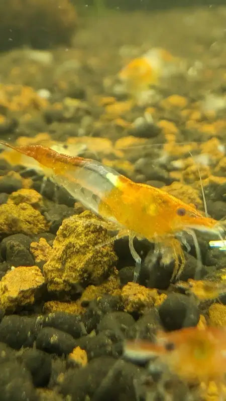 Orange Rilli Orange Rili Shrimp - Superior Shrimp & Aquatics