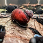 Orange River Snail - Superior Shrimp & Aquatics