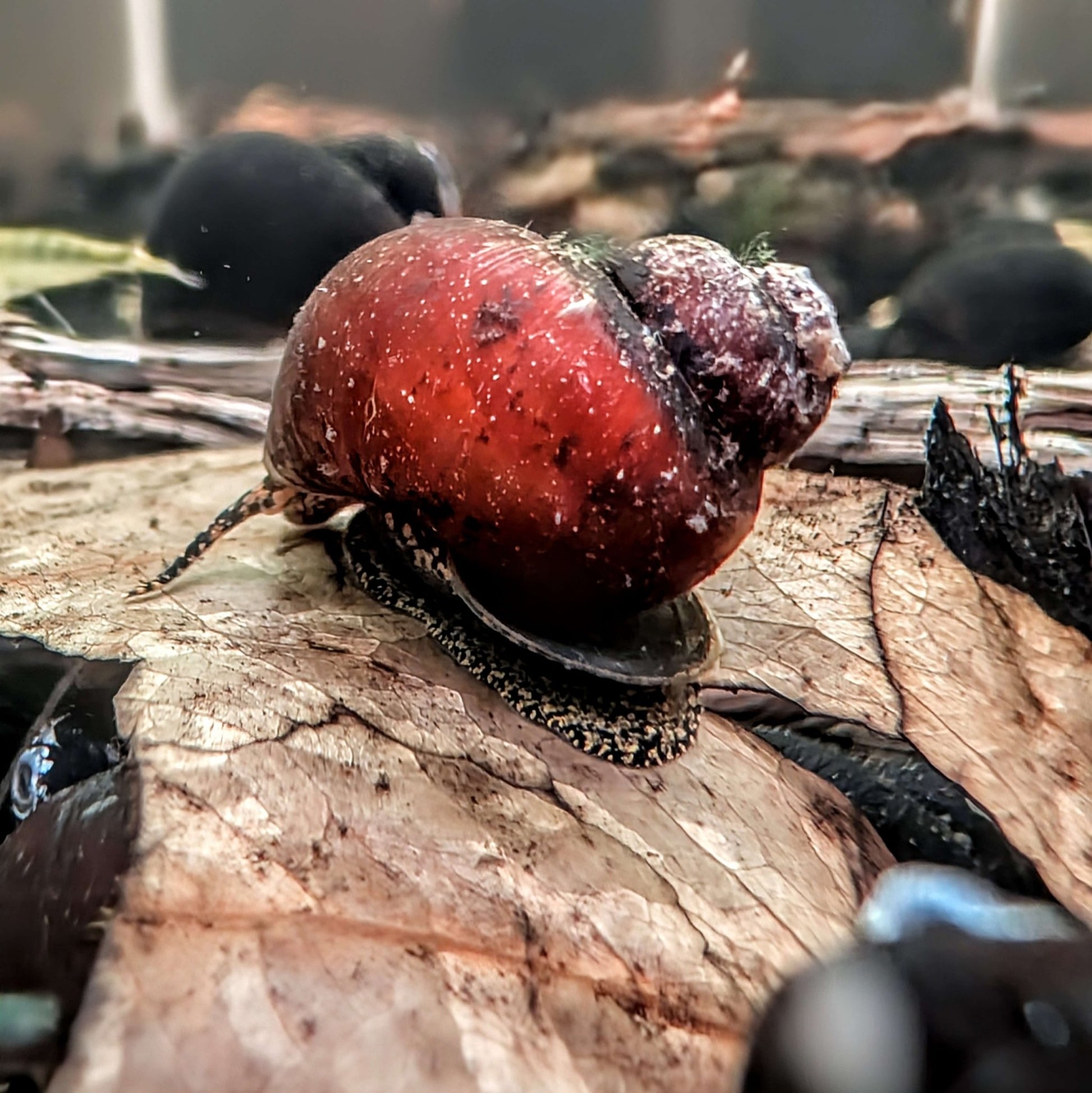 Orange River Snail - Superior Shrimp & Aquatics