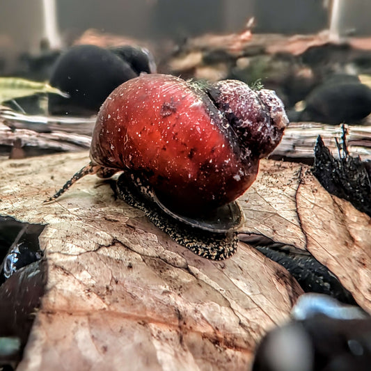 Orange River Snail - Superior Shrimp & Aquatics