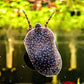 Orange River Snail - Superior Shrimp & Aquatics