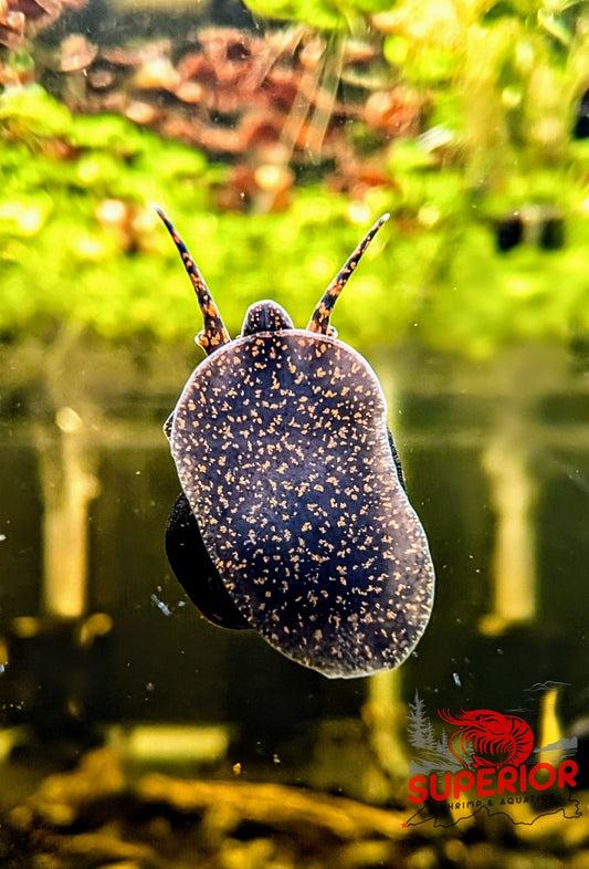 Orange River Snail - Superior Shrimp & Aquatics