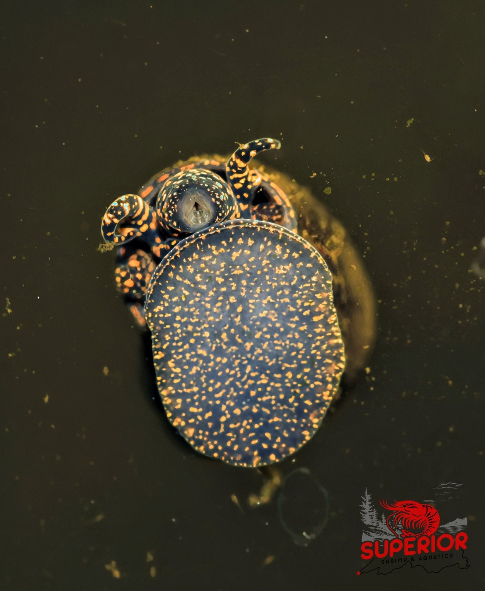 Orange River Snail - Superior Shrimp & Aquatics