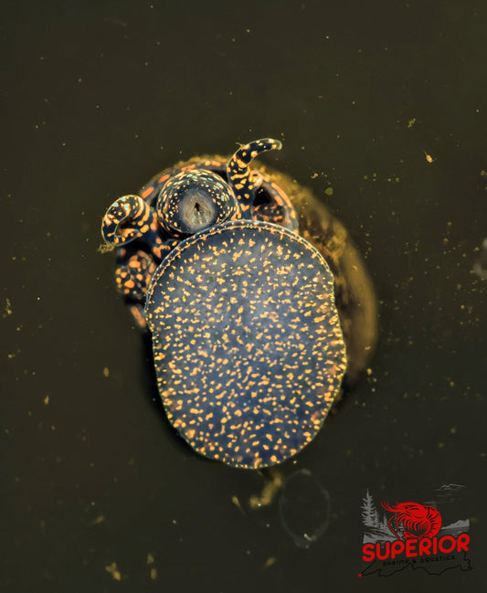 Orange River Snail - Superior Shrimp & Aquatics