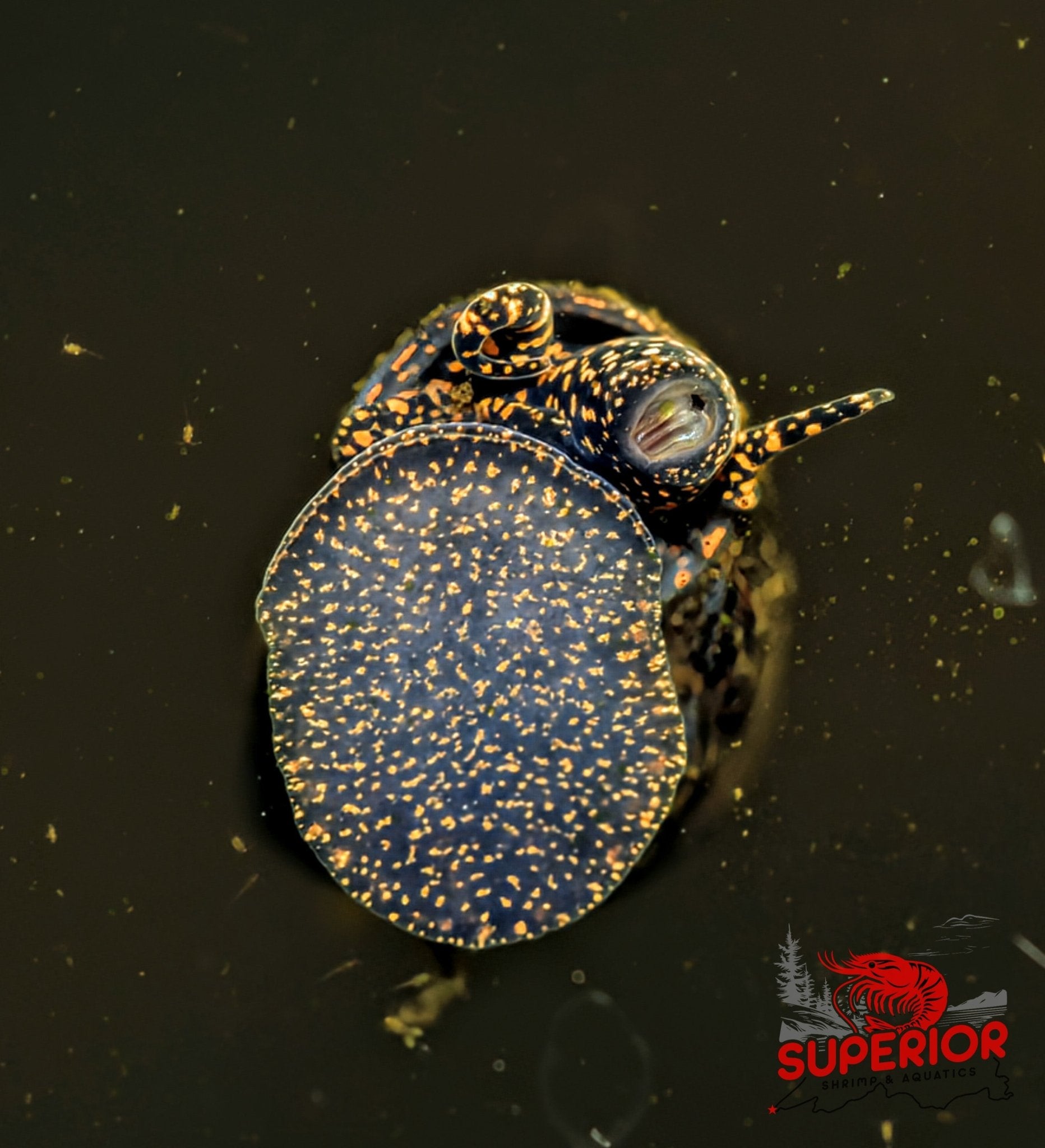 Orange River Snail - Superior Shrimp & Aquatics