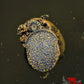 Orange River Snail - Superior Shrimp & Aquatics