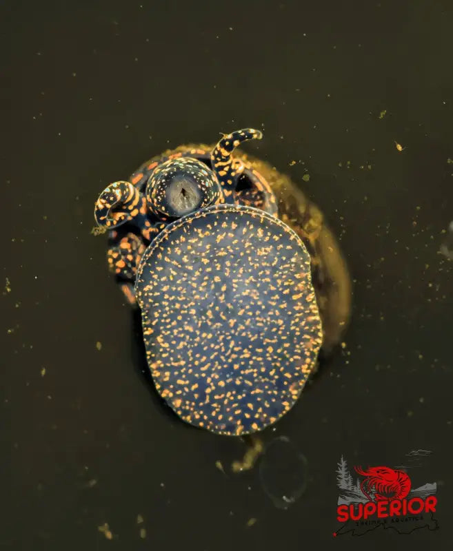 Orange River Snail - Superior Shrimp & Aquatics