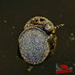 Orange River Snail - Superior Shrimp & Aquatics